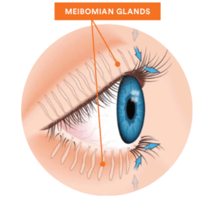 Meibomian-Glands-v2 - Brenart Eye Clinic