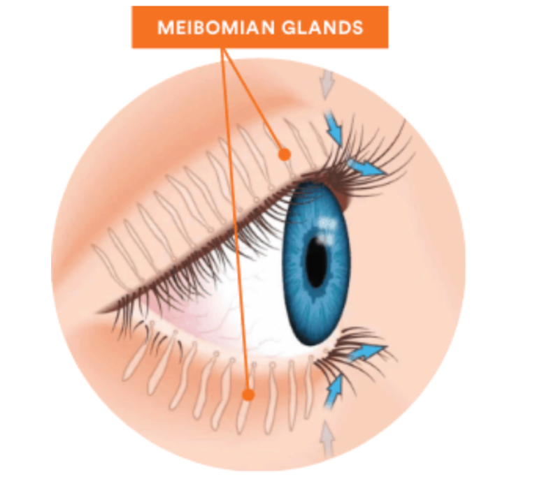 Meibomian Glands v2 Brenart Eye Clinic Meibomian Glands v2 Brenart Eye Clinic