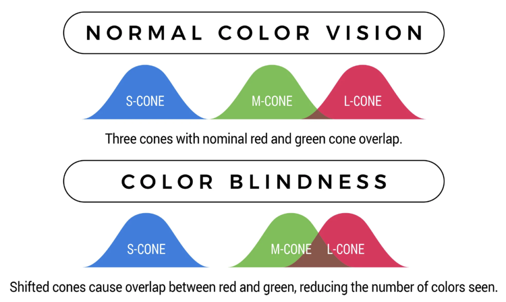 What is Color Deficiency or Color Blindness? 